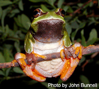 Pine Barrens treefrog 